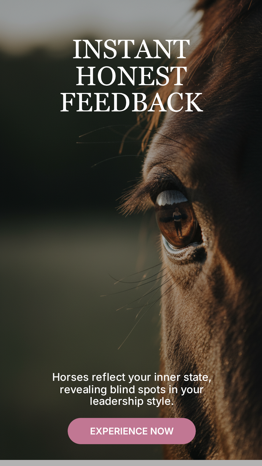 The Science Behind the Horse-Human Connection: What Research Shows